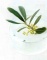 box'amoiselle Biotraitement cheveux lisss 
